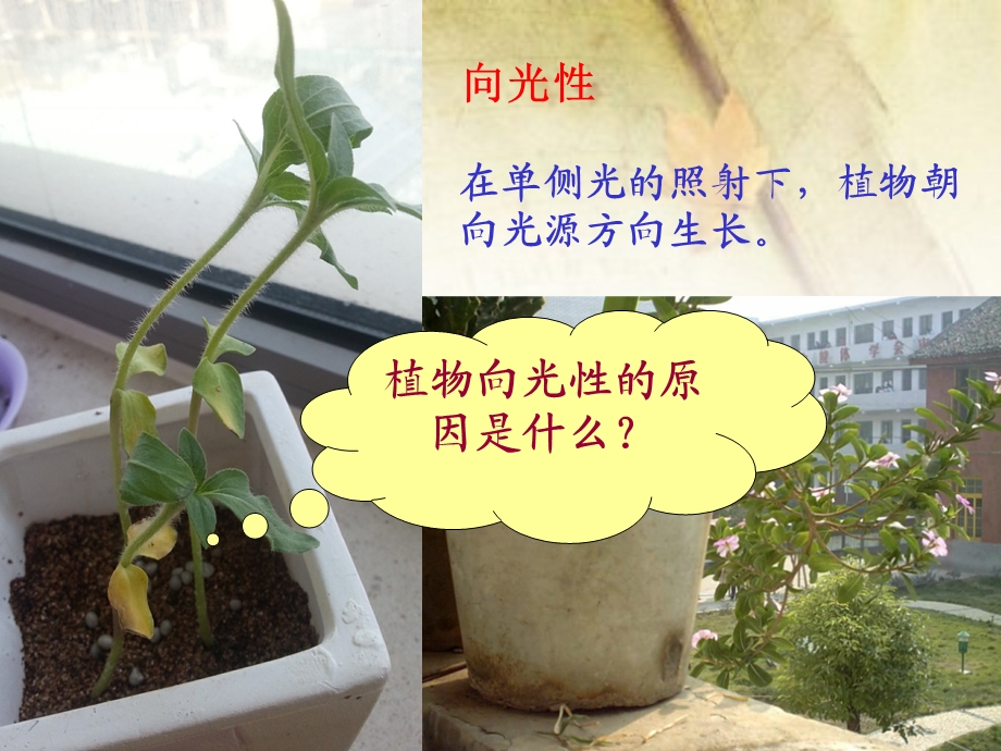 人教版生物必修三3.1植物生长素的发现ppt课件.ppt_第2页