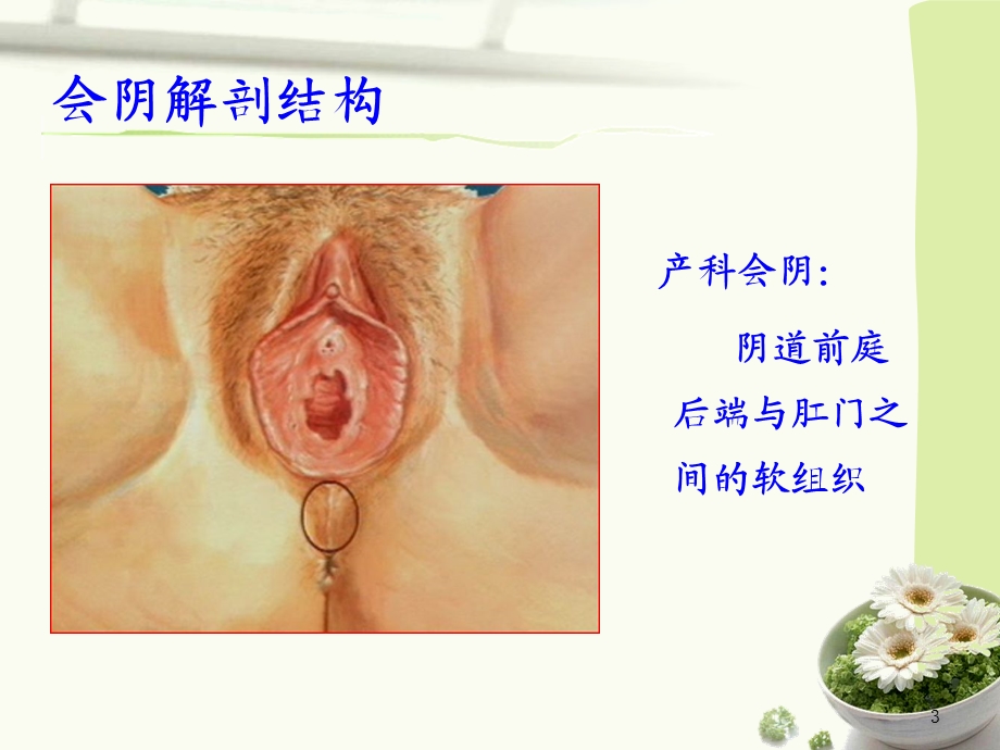 会阴切开术及缝合ppt课件.ppt_第3页