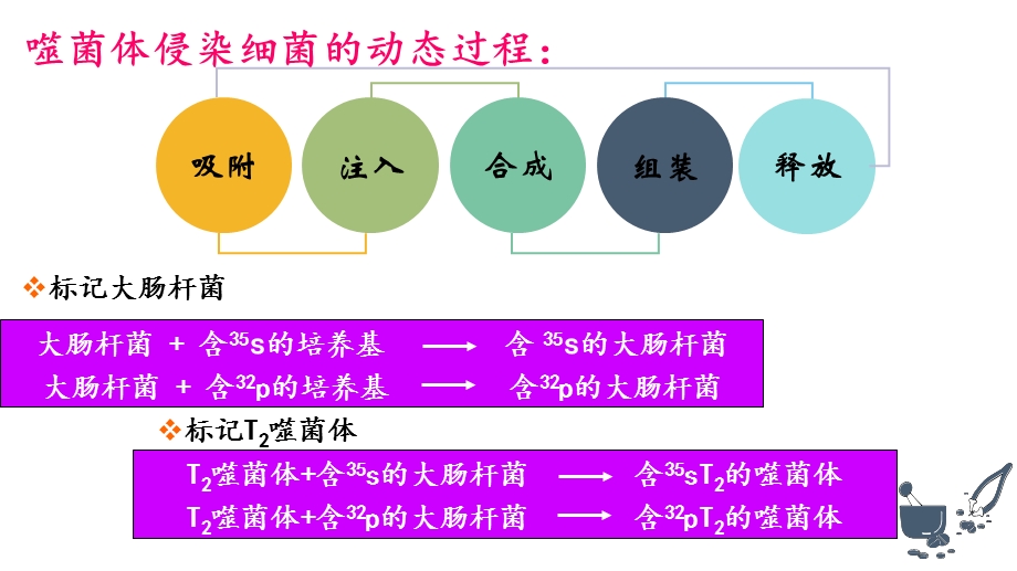 人教版新教材《DNA的结构》ppt课件.pptx_第3页