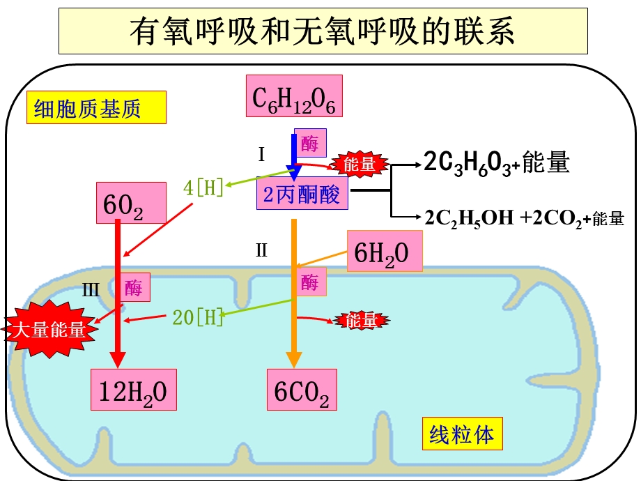 光合作用和呼吸作用复习课ppt课件.ppt_第3页