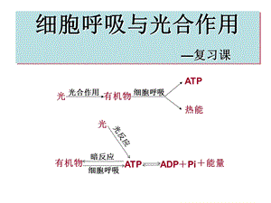 光合作用和呼吸作用复习课ppt课件.ppt