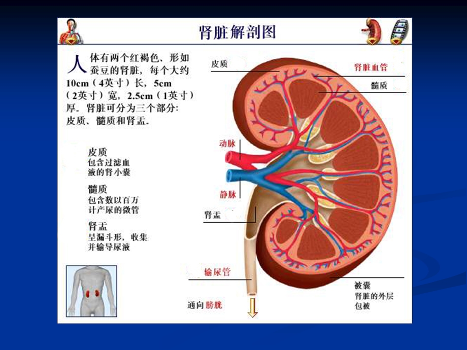 十八章肾功能不全课件.ppt_第2页