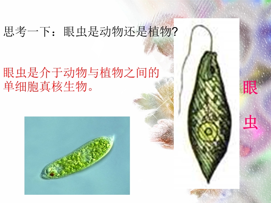 初一生物单细胞生物ppt课件.ppt_第2页