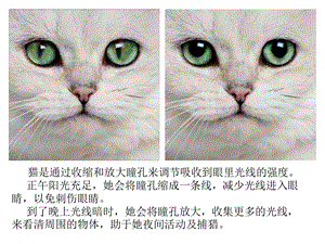 可爱的猫咪ppt课件.ppt