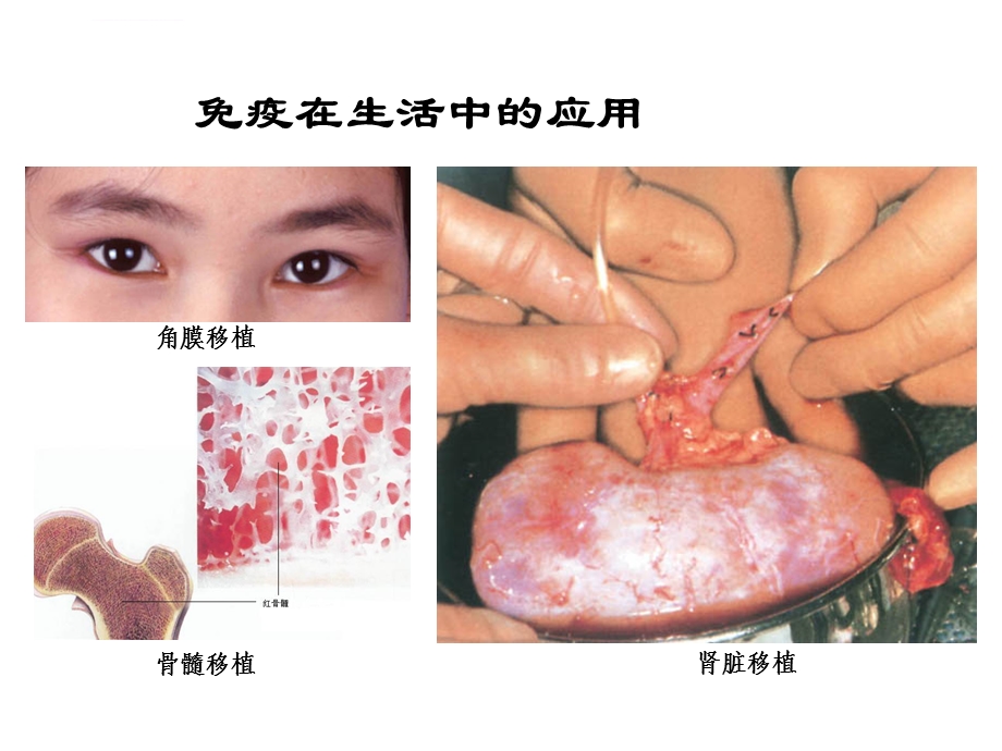 动物体的细胞识别和免疫PPT课件.ppt_第2页