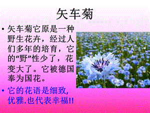 各种花的花语和图片ppt课件.pptx