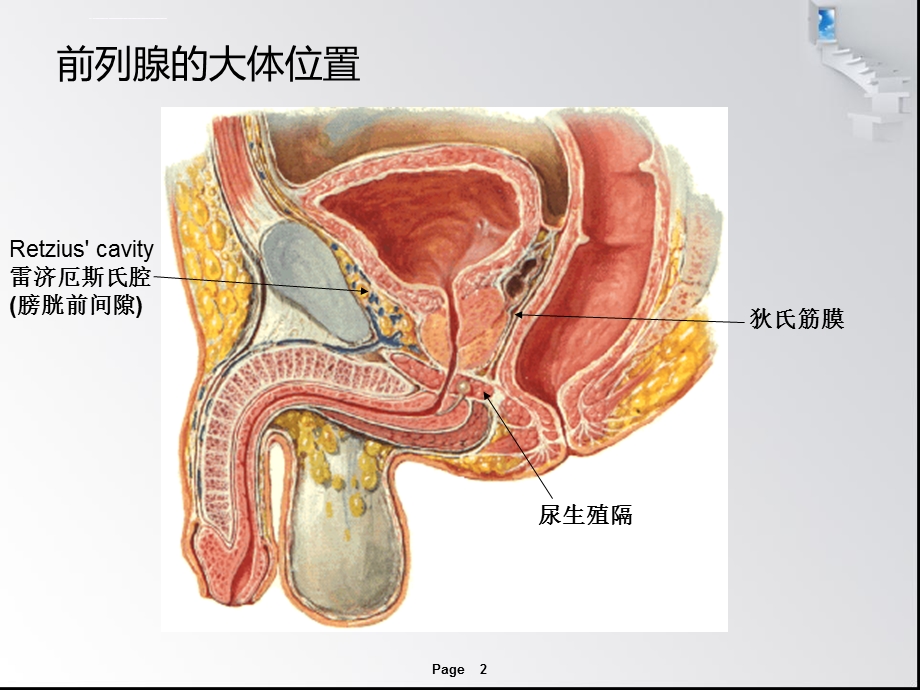 前列腺的局部解剖与前列腺癌根治术ppt课件.ppt_第2页