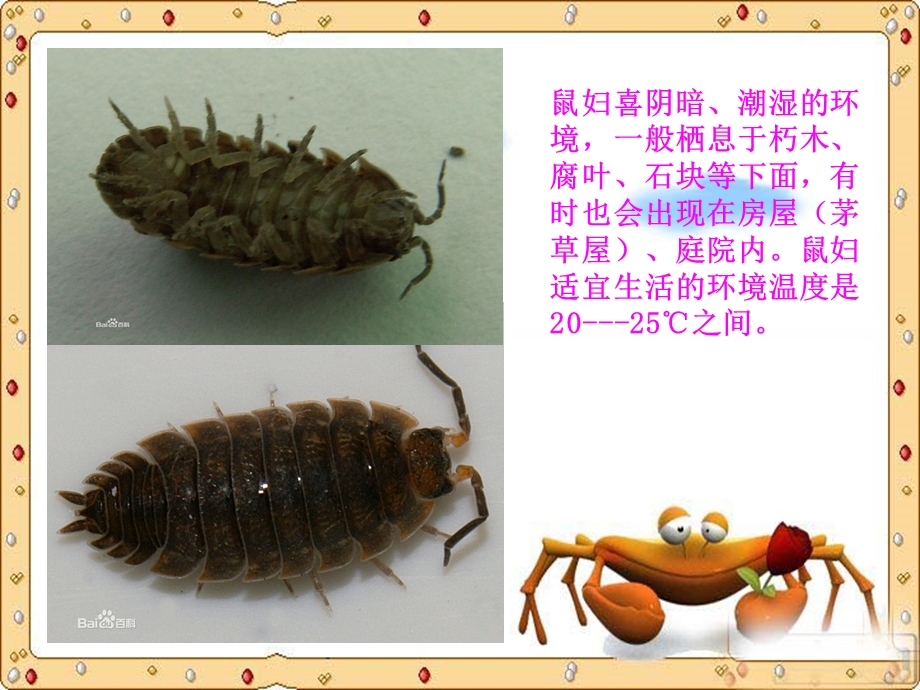 初一生物鼠妇实验ppt课件.ppt_第3页