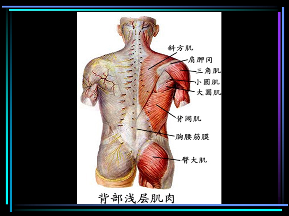 医学运动上肢的肌肉ppt课件.ppt_第3页