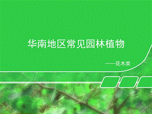 华南地区常见园林——花木类ppt课件.ppt