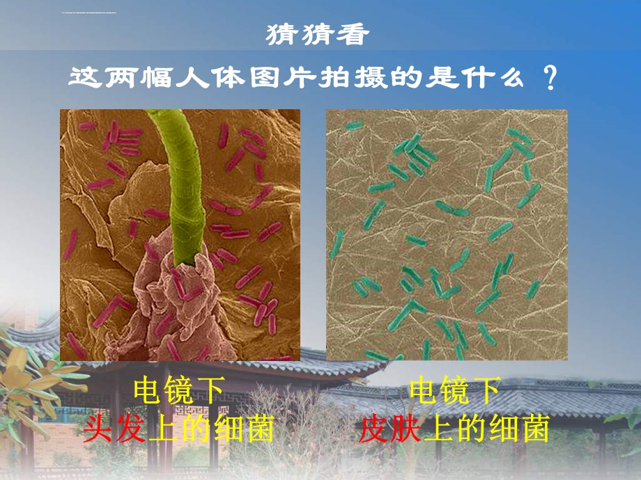 八年级生物上册第四章 第三节 真菌 人教版ppt课件.ppt_第3页