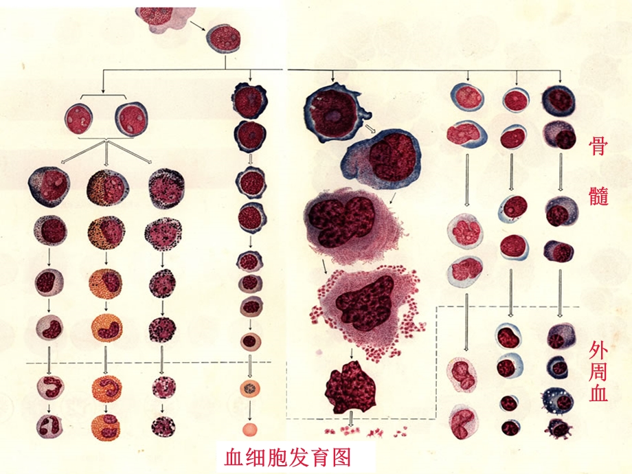 全血细胞减少的鉴别诊断ppt课件.ppt_第3页