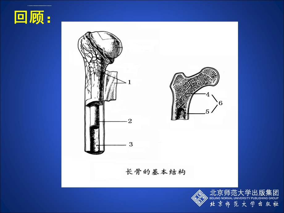 动物运动的形成(第二课时)ppt课件.ppt_第3页