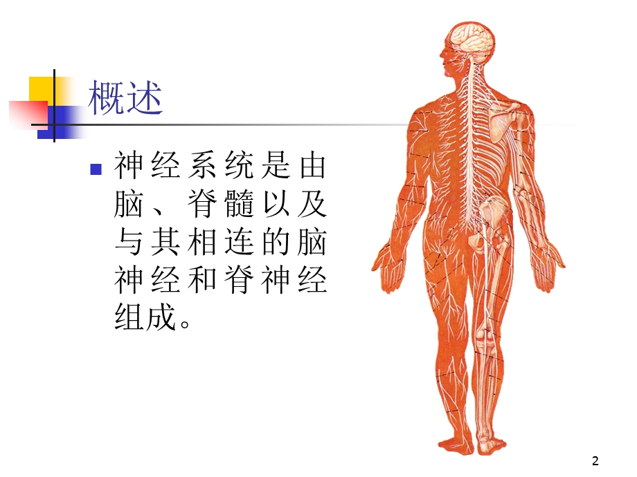 周围神经系统解剖与功能ppt课件.ppt_第2页