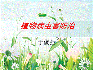 十字花科蔬菜病虫害ppt课件.ppt