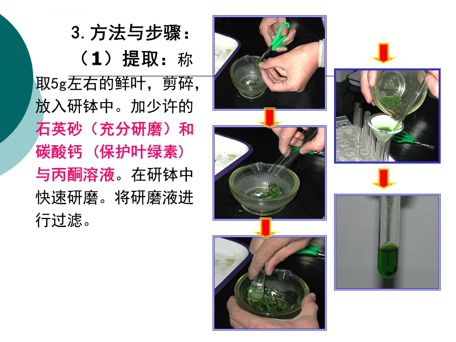 叶绿体色素的提取与分离实验ppt课件.ppt_第3页