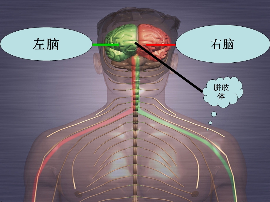 右脑开发试听课ppt课件.ppt_第1页