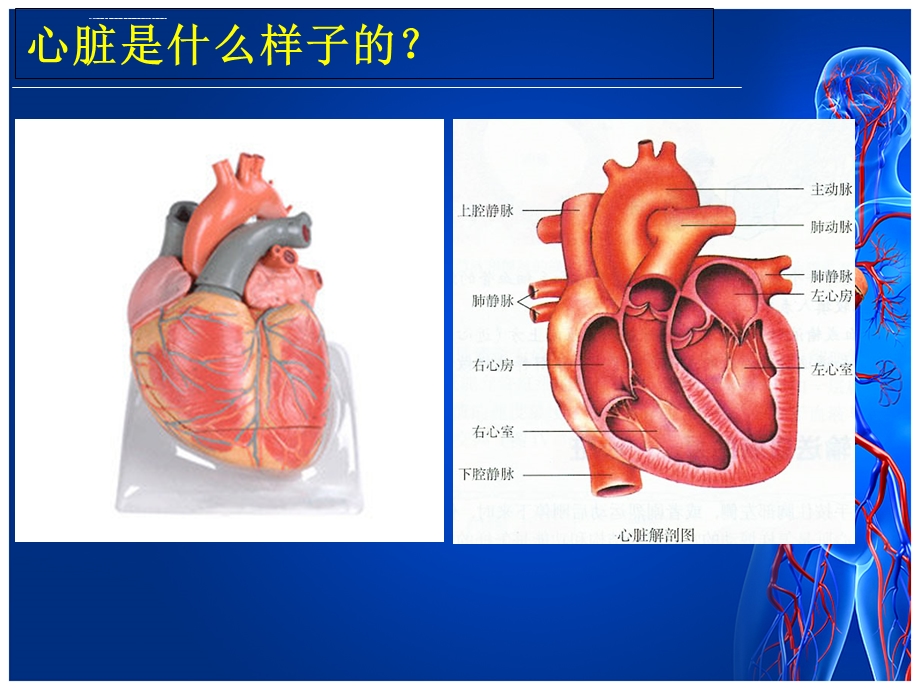 冠心病科普课件PPT演示.ppt_第3页