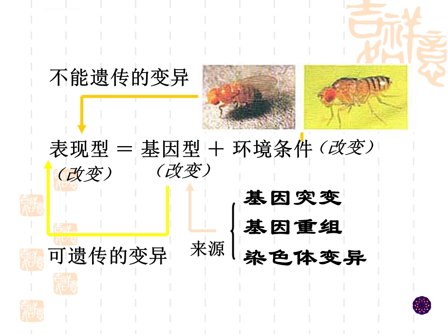 变异和育种ppt课件.ppt_第3页