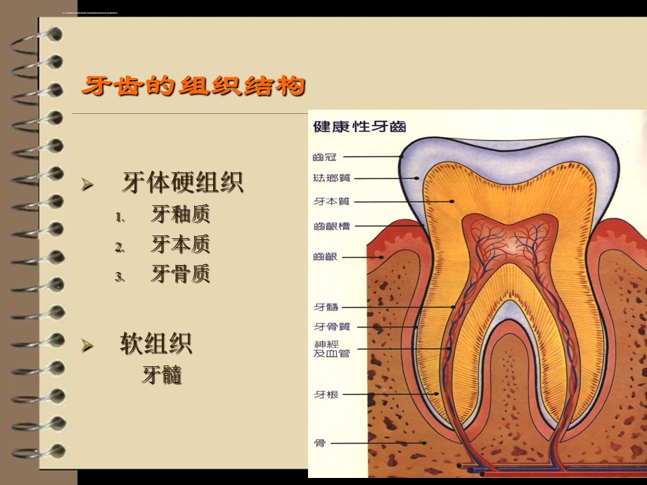 口组病第9章龋病全面ppt课件.ppt_第3页