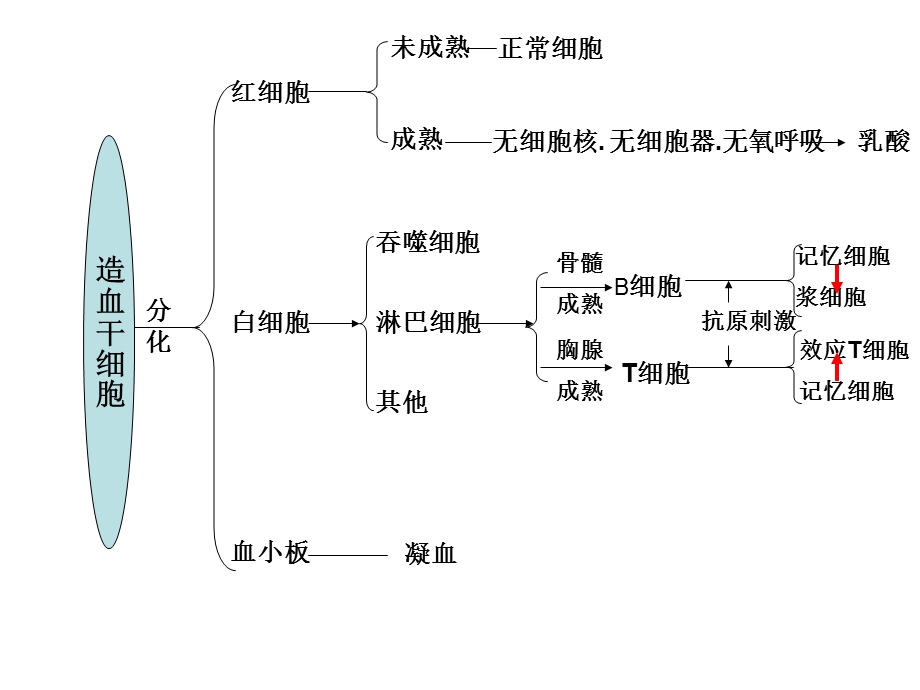 免疫调节思维导图ppt课件.ppt_第2页