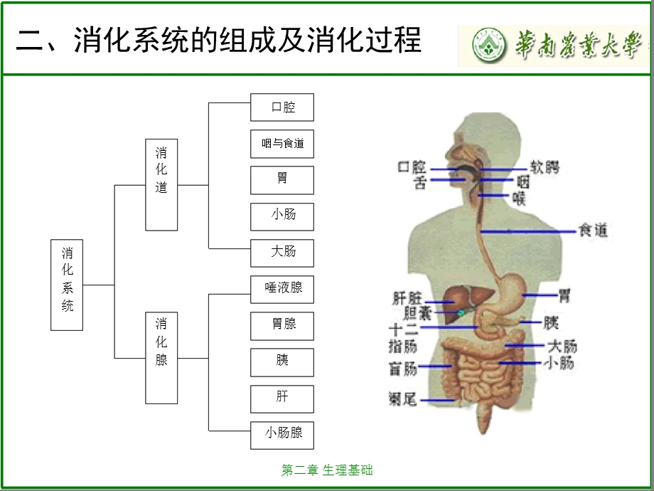 公共营养师三级第二章 生理基础ppt课件.ppt_第3页