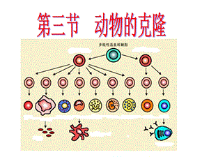 动物克隆2019年3月二轮复习ppt课件.ppt