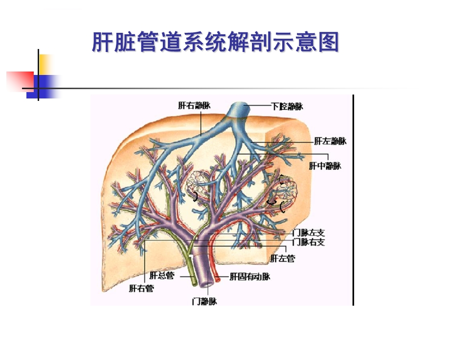 原发性肝癌的护理ppt课件.ppt_第3页