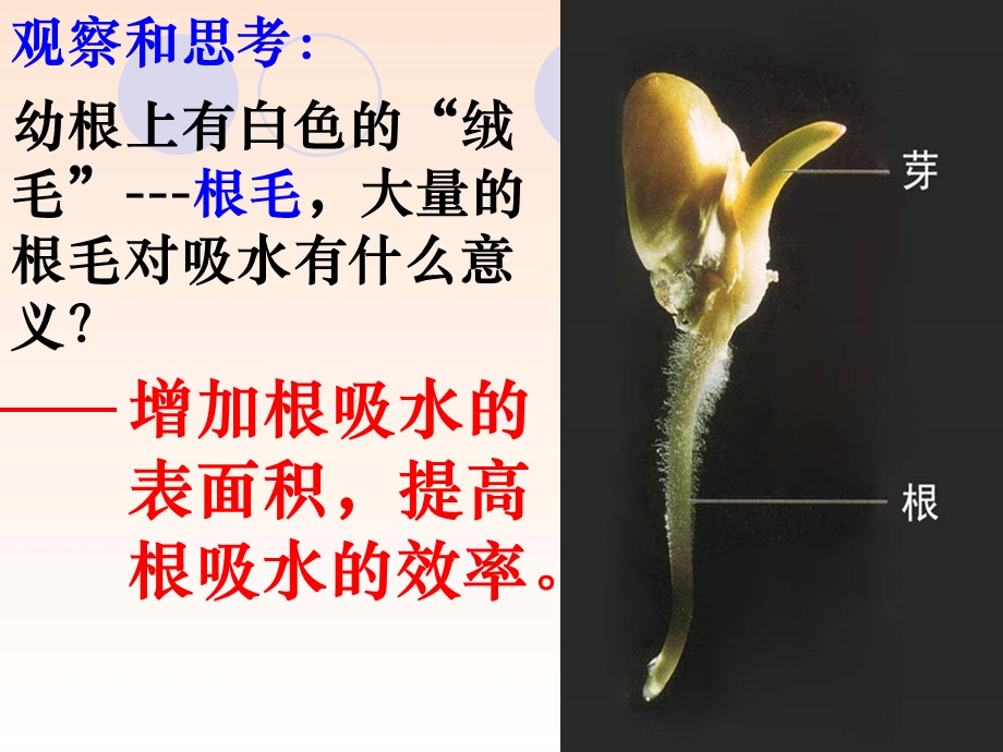 初一生物第三章绿色植物与生物圈的水循环ppt课件.ppt_第3页