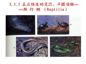 动物生物学35 5爬行纲ppt课件.ppt