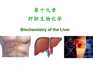 医学《肝胆生化》PPT课件.ppt