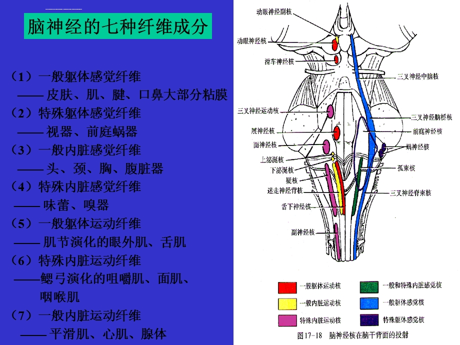 十二对颅神经的解剖ppt课件.ppt_第3页