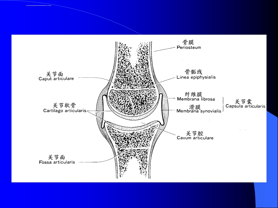 关节松动术精华版ppt课件.ppt_第2页