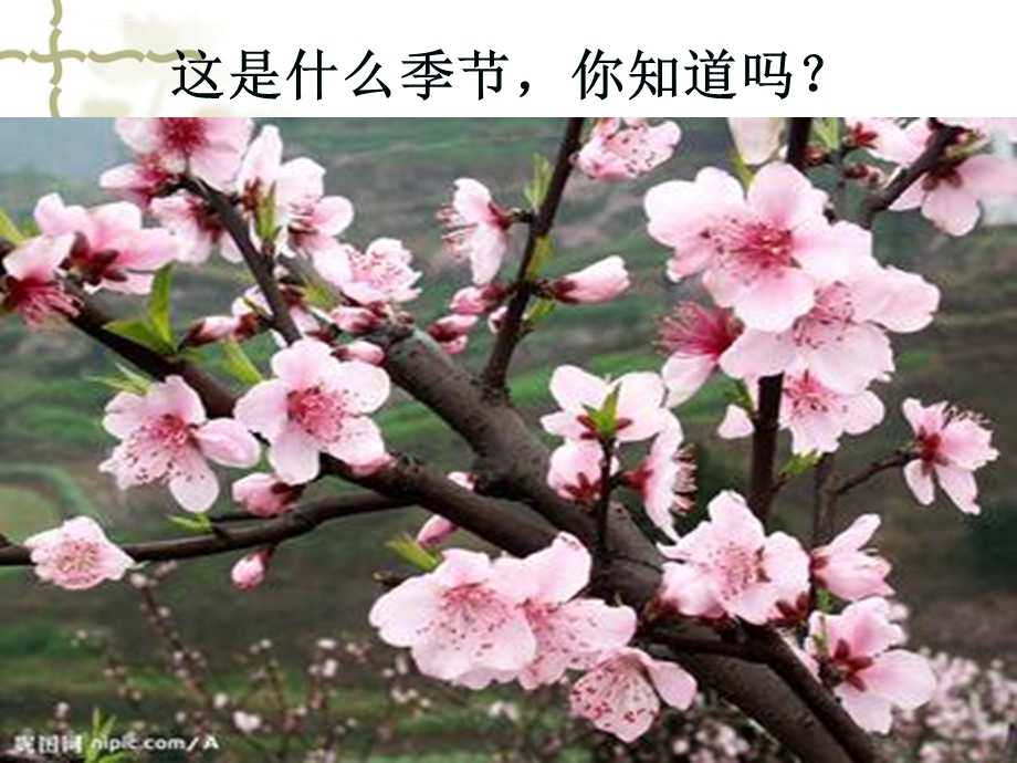 古诗大林寺桃花ppt课件.ppt_第1页