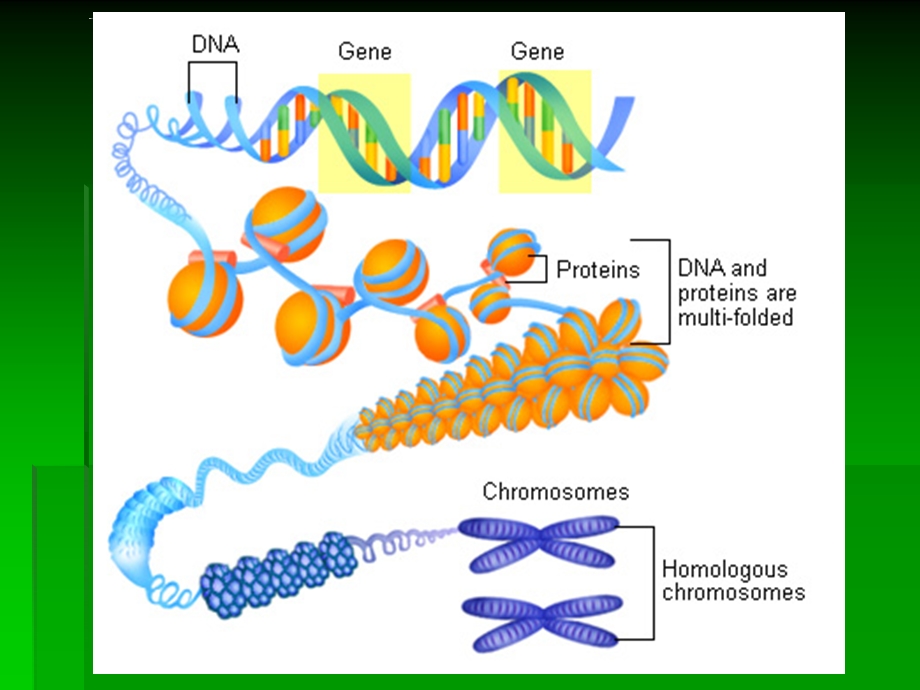 厦门大学进化生物学第9章生物遗传系统的进化ppt课件.ppt_第3页