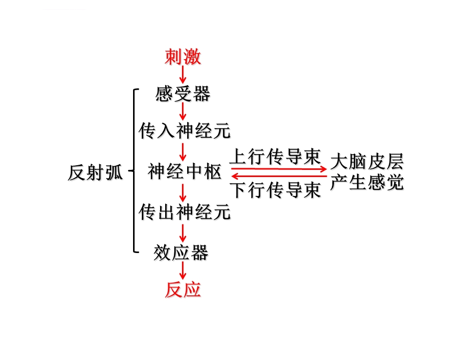 北师大版七年级生物下册：感受器和感觉器官ppt课件.ppt_第3页