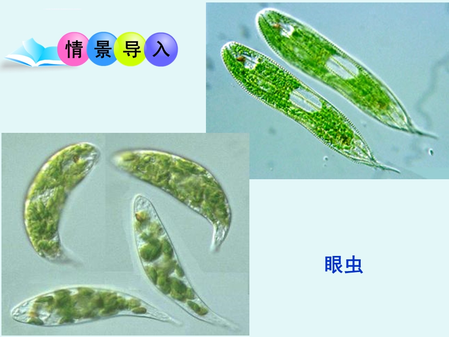 单细胞生物ppt课件.ppt_第1页