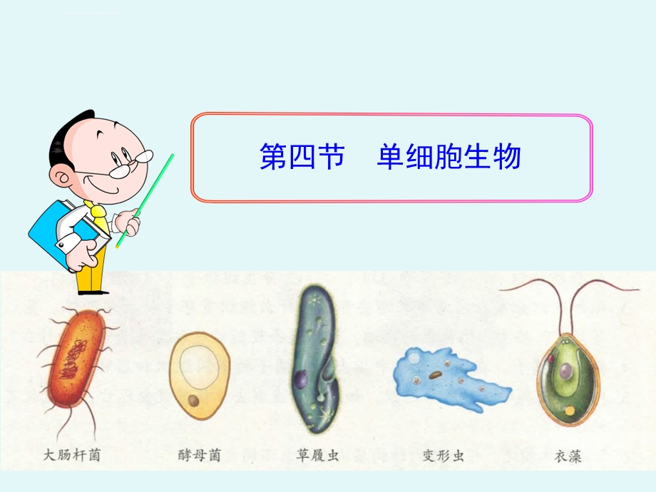 单细胞生物ppt课件.ppt_第2页