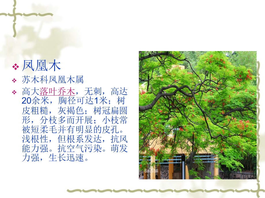 华南常见园林植物识别ppt课件.ppt_第3页