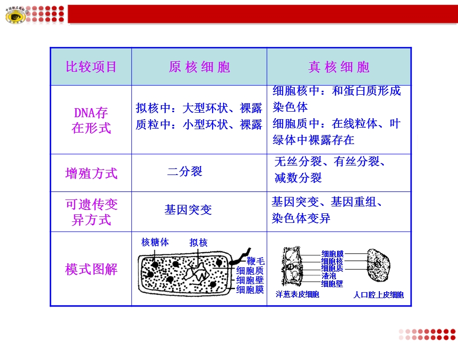 原核细胞和真核细胞的区别ppt课件.ppt_第2页