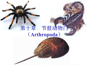 动物生物学节肢动物门ppt课件.ppt