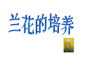 兰花组织培养ppt课件.ppt