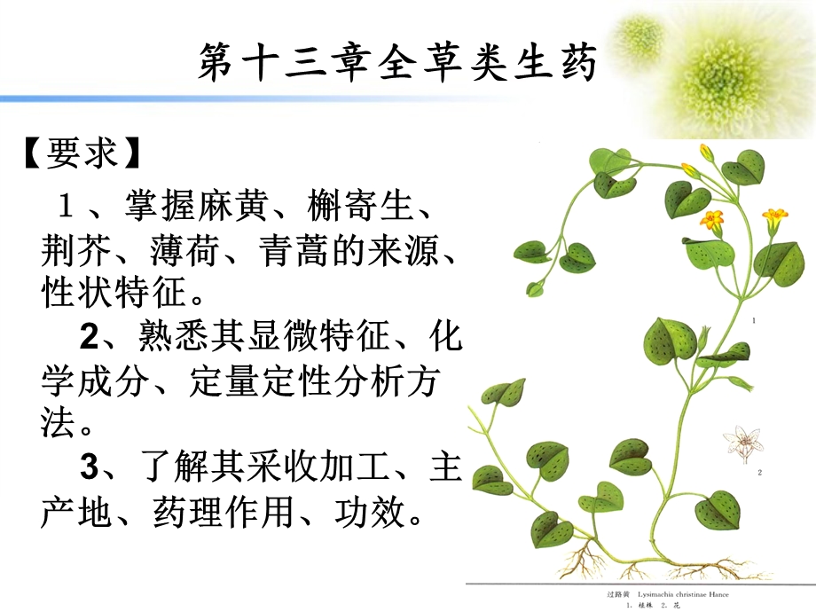 全草类生药ppt课件.ppt_第1页