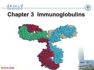 免疫球蛋白ppt课件.ppt