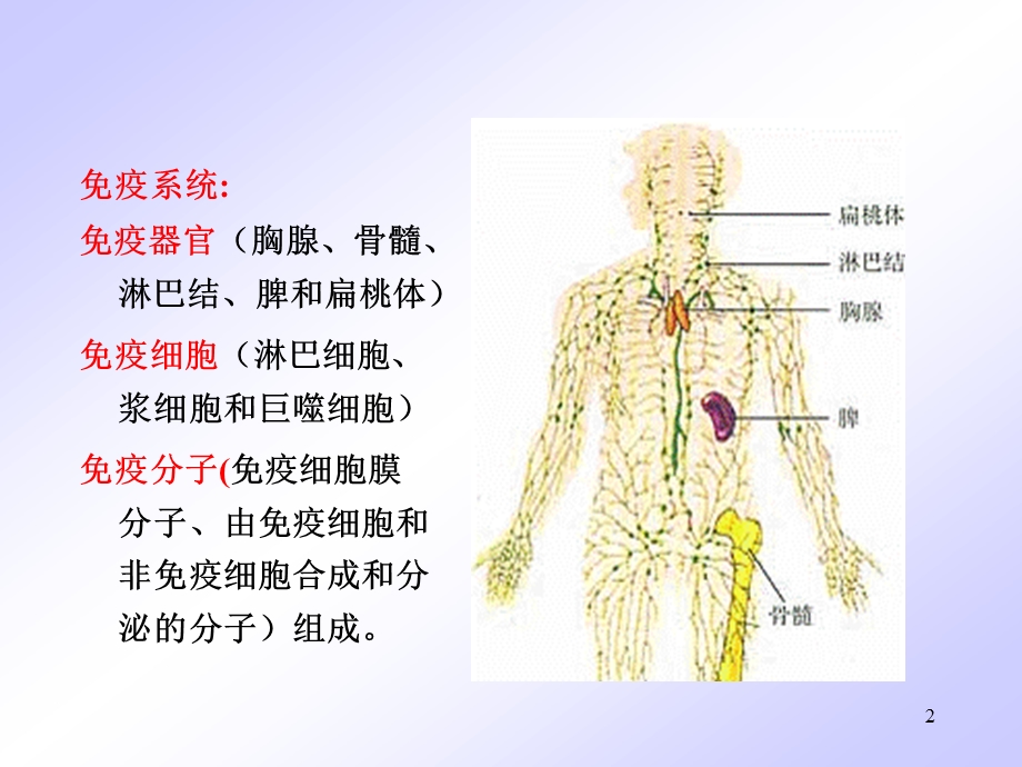 免疫系统及其常见疾病ppt课件.ppt_第2页