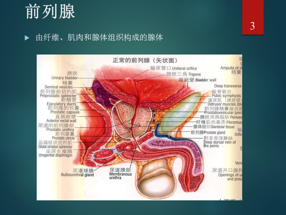 前列腺癌MRI的检查与诊断共识ppt课件.ppt_第3页