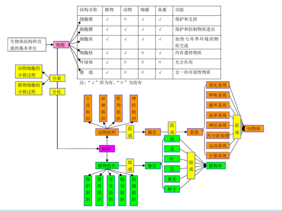 初二生物复习思维导图ppt课件.ppt_第2页