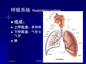 呼吸系统专题培训讲座培训课件.ppt