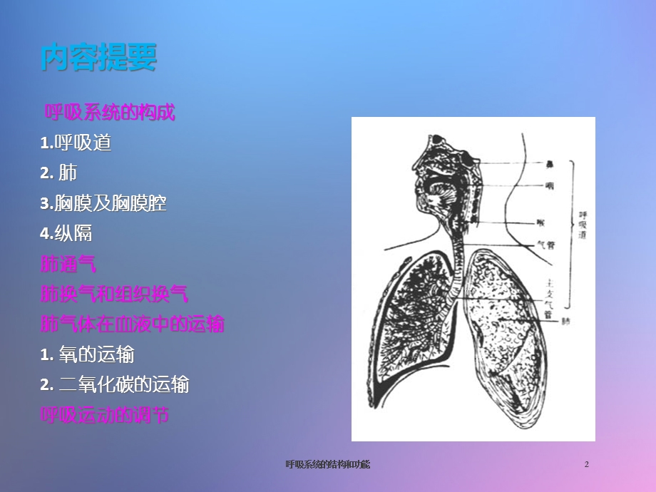 呼吸系统的结构和功能培训课件.ppt_第2页