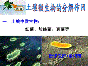 土壤微生物的分解作用ppt课件.ppt